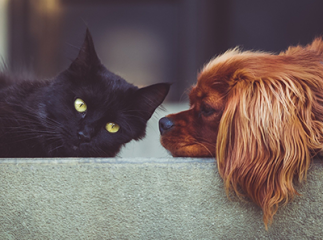 chats et chiens en animalerie